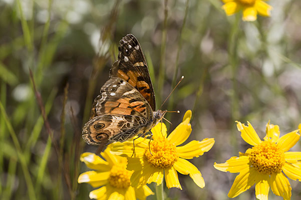 Vanessa virginiensis (Drury, 1773) - The American Lady