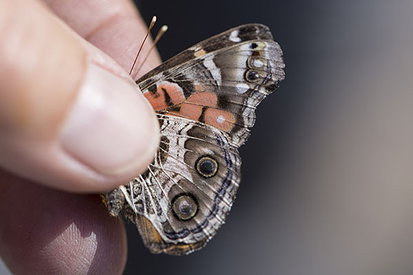 Vanessa virginiensis (Drury, 1773) - The American Lady