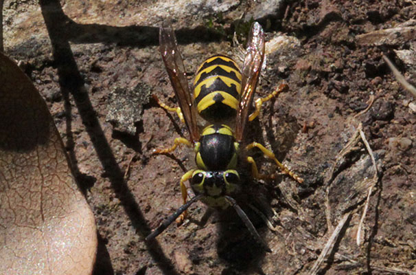 Dolichovespula pensylvanica - The Western Yellowjacket