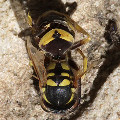 Dolichovespula pensylvanica - The Western Yellowjacket