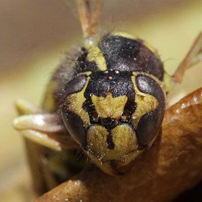 Dolichovespula pensylvanica - The Western Yellowjacket