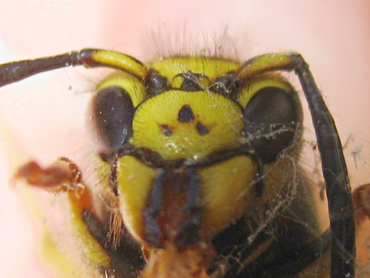 Dolichovespula pensylvanica - The Western Yellowjacket