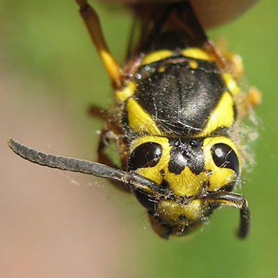 Dolichovespula pensylvanica - The Western Yellowjacket