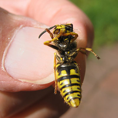 Dolichovespula pensylvanica - The Western Yellowjacket