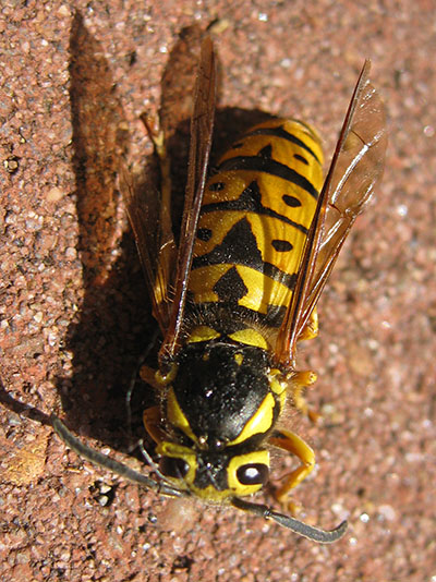 Dolichovespula pensylvanica - The Western Yellowjacket