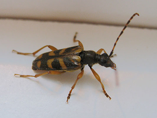 Xestoleptura crassicornis