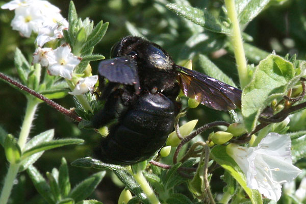 Xylocopa mordax - The Greater Antillean Carpenter Bee