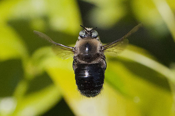 Xylocopa tabaniformis orpifex -<BR>The Mountain or Foothill Carpenter Bee