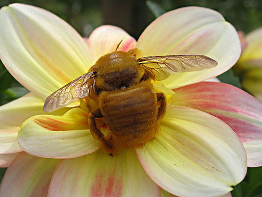 Xylocopa varipuncta -<BR>The Valley Carpenter Bee