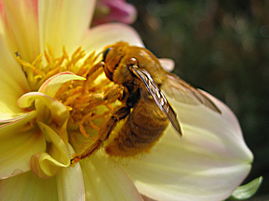 Xylocopa varipuncta -<BR>The Valley Carpenter Bee