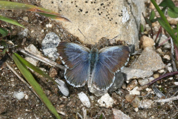 Zizina labradus oxleyi - The Southern Blue