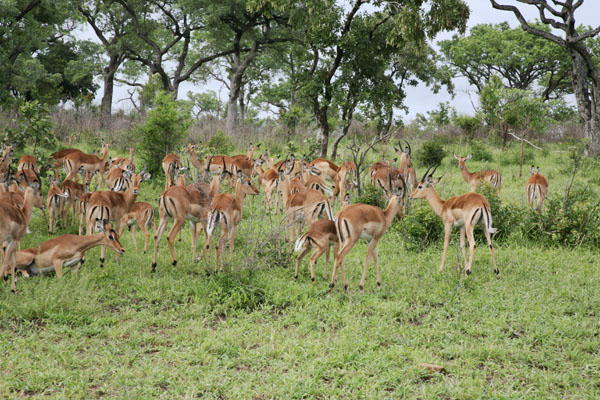 Aepyceros melampus - The Impala