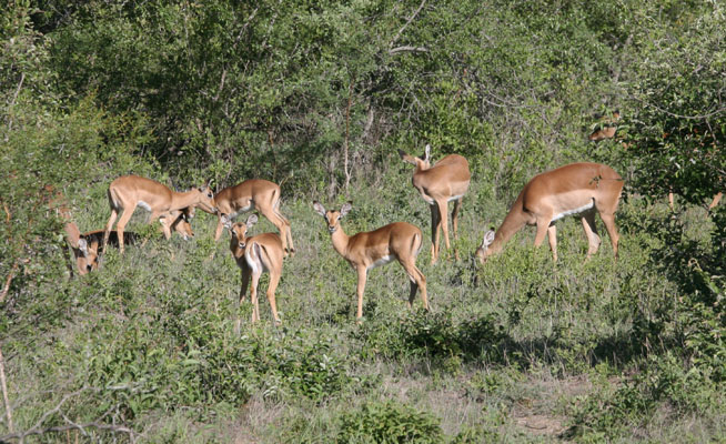 Aepyceros melampus - The Impala