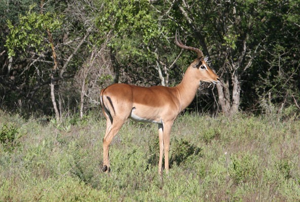 Aepyceros melampus - The Impala