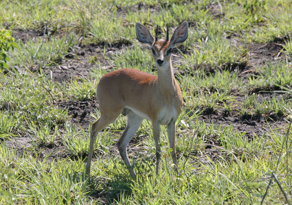 Aepyceros melampus - The Impala