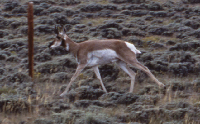 Antilocapra americana americana - The Pronghorn