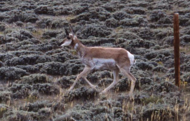 Antilocapra americana americana - The Pronghorn