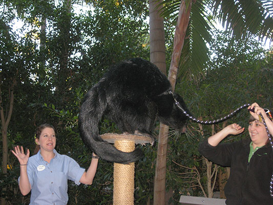 Arctictic b. binturong - The Bearcat aka Binturong