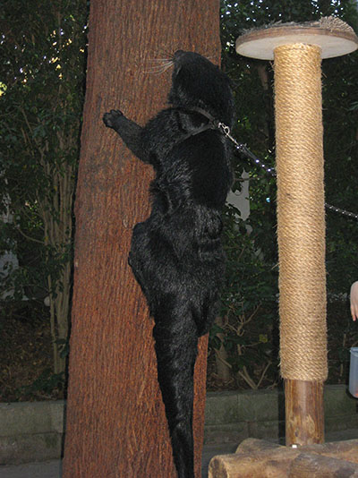 Arctictic b. binturong - The Bearcat aka Binturong