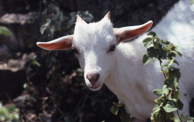 Capra aegagrus hircus - The Domesticated Goat