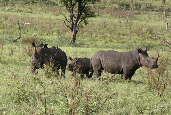 Ceratotherium simum simum - The White Rhinoceros