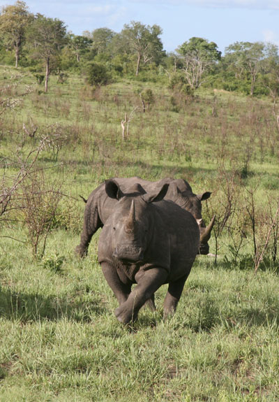 Ceratotherium simum simum - The White Rhinoceros