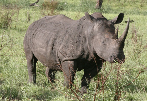 Ceratotherium simum simum - The White Rhinoceros