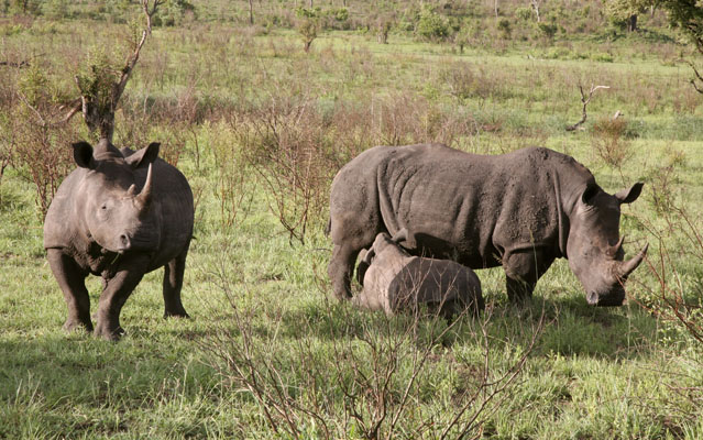 Ceratotherium simum simum - The White Rhinoceros