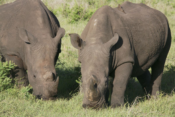 Ceratotherium simum simum - The White Rhinoceros