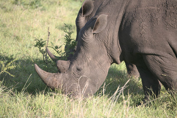 Ceratotherium simum simum - The White Rhinoceros