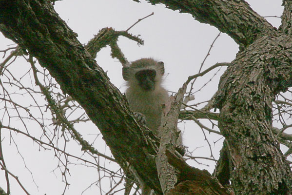 Chlorocebus pygerythrus - The Vervet Monkey