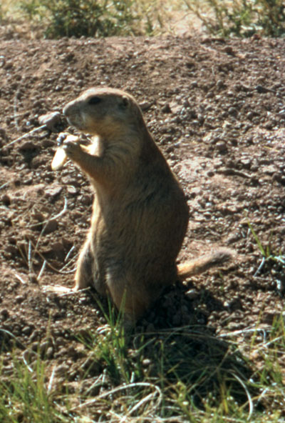 Cynomys ludovicianus - The Black-tailed Prairie Dog