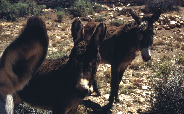 Equus africanus asinus - The Donkey