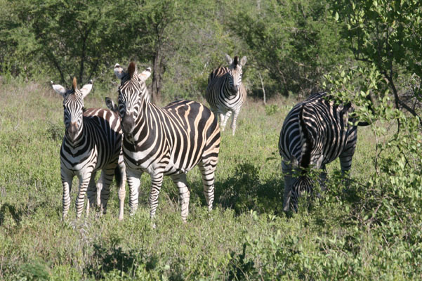 Equus quagga burchellii - Burchell's Zebra