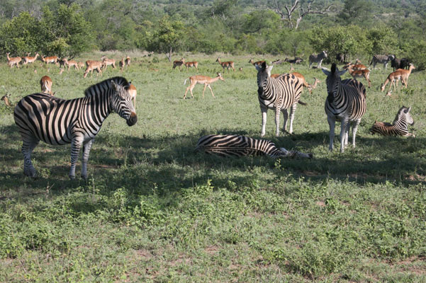 Equus quagga burchellii - Burchell's Zebra