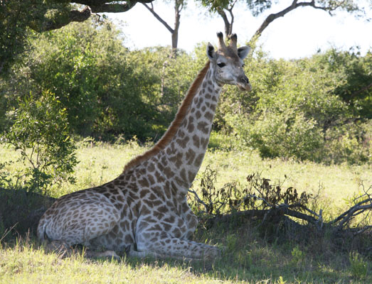 Giraffa camelopardalis giraffa - The South African Giraffe