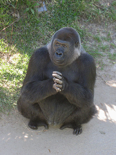 Gorilla gorilla gorilla - The Western Lowland Gorilla