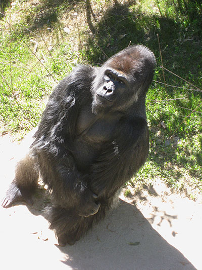 Gorilla gorilla gorilla - The Western Lowland Gorilla