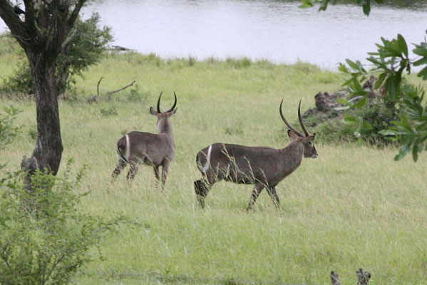 Kobus ellipsiprymnus ellipsiprymnus - The Waterbuck