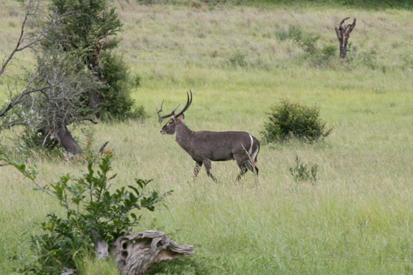 Kobus ellipsiprymnus ellipsiprymnus - The Waterbuck