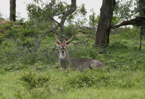 Kobus ellipsiprymnus ellipsiprymnus - The Waterbuck