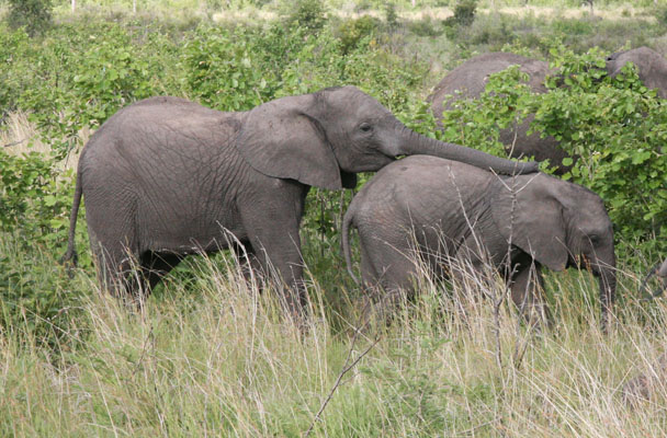 Loxodonta africana - The African Bush Elephant