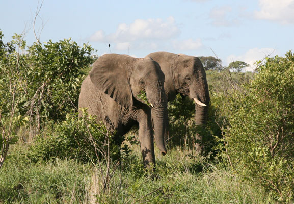 Loxodonta africana - The African Bush Elephant