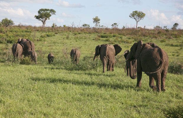 Loxodonta africana - The African Bush Elephant
