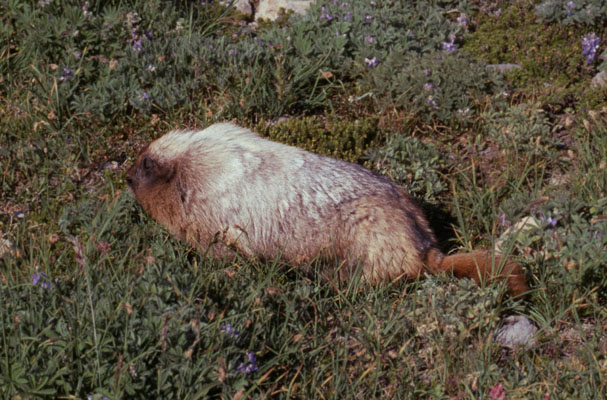 Marmota caligata - The Hoary Marmot