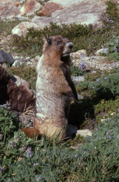 Marmota caligata - The Hoary Marmot