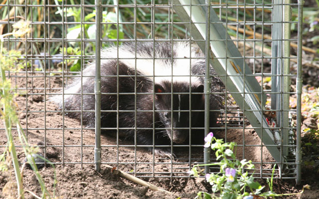 Mephitis mephitis - The Striped Skunk