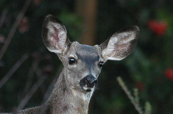 Odocoileus hemionus columbianus - The Columbia Black-tailed Deer