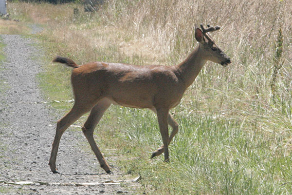 Odocoileus hemionus columbianus - The Columbia Black-tailed Deer