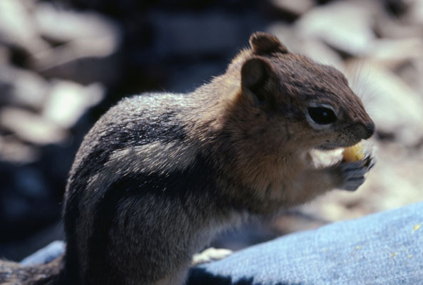 Otospermophilus beecheyi - The California Ground Squirrel